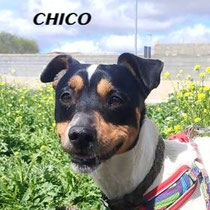 CHICO