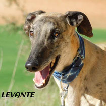 LEVANTE