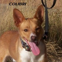 COLIBRI