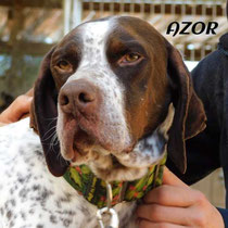 AZOR