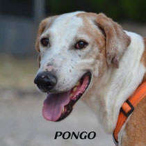 PONGO