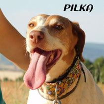PILKA