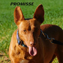 PROMISSE