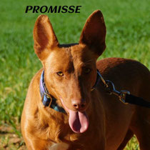 PROMISSE