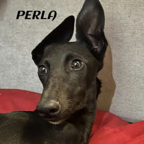 PERLA