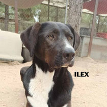 ILEX