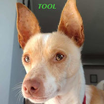 TOOL