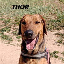 THOR