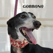 GABBANA