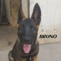 BRUNO