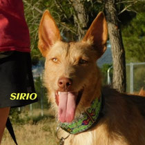 SIRIO
