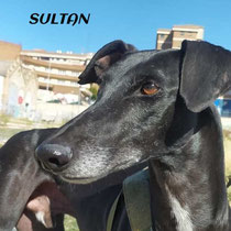 SULTAN