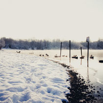 Wintersee in Köln-Pesch - fotoblog by Schnappschützen - (c) die Schnappschützen