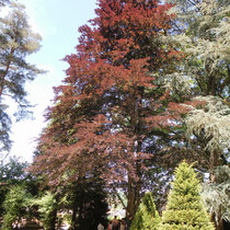 Une partie de l'arboretum - Parc Jane Limousin - Châteauneuf-la-Forêt