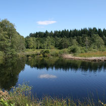 La tourbière de la Route Élevée - Beaumont-du-Lac