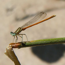 Agrion orangé ©Wikipedia : Patrice 78500