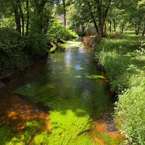 Herbiers aquatiques - Peyrat-le-Château ©PAH Monts et Barrages : E.Gilles