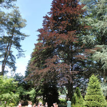 RDV aux jardins - Parc Jane Limousin - Châteauneuf-la-Forêt - Avec les scolaires (jeu de piste dans l'arboretum) - 2012