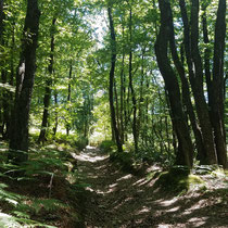 Massif forestier de Châteauneuf-la-Forêt
