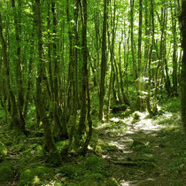 Forêt d'Epagne - Sauviat-sur-Vige
