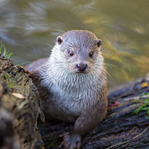 Loutre d'Europe ©Pixabay : Jo Stolp  