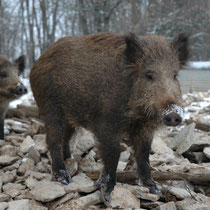 Sanglier ©Wikipédia : Aleks 