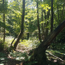 Massif forestier de Châteauneuf-la-Forêt