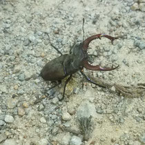 Lucane cerf-volant dans la forêt de Châteauneuf ©PAH Monts et Barrages : E.Gilles