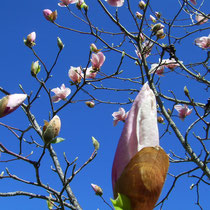 Le Magnolia de la MARPA