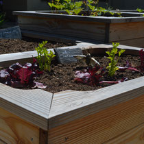 Le potager de la MARPA