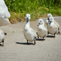 Swan breeding time: Aarau Philosophenweg