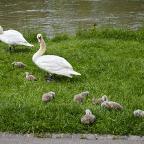 After birth, baby swan: Aarau Philosophenweg