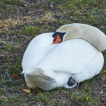 During breeding time: Aarau Philosophenweg