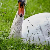 After birth, baby swan: Aarau Philosophenweg