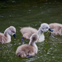 After birth, baby swan: Aarau Philosophenweg