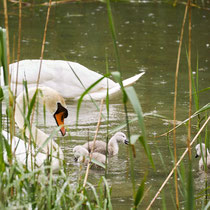 After birth, baby swan: Aarau Philosophenweg