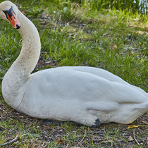 Swan breeding time: Aarau Philosophenweg
