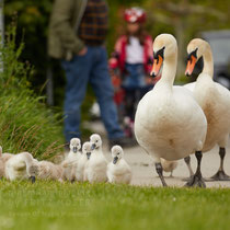 Swan breeding time: Aarau Philosophenweg