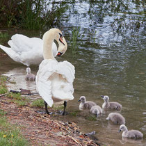 After birth, baby swan: Aarau Philosophenweg