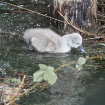 Swan breeding time: Aarau Philosophenweg
