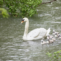 After birth, baby swan: Aarau Philosophenweg