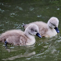After birth, baby swan: Aarau Philosophenweg