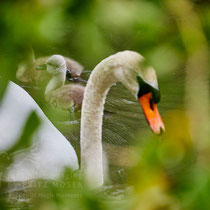 After birth, baby swan: Aarau Philosophenweg