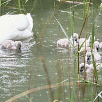 After birth, baby swan: Aarau Philosophenweg