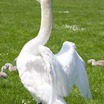 Swan breeding time: Aarau Philosophenweg