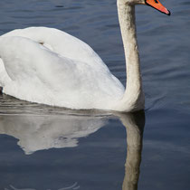 Swan breeding time: Aarau Philosophenweg