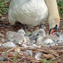 newly  born swan 3-4 minutes out of the egg