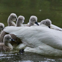 After birth, baby swan: Aarau Philosophenweg