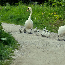 Swan breeding time: Aarau Philosophenweg
