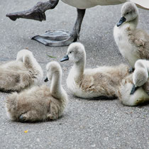 After birth, baby swan: Aarau Philosophenweg